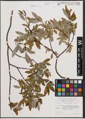 Foto von Salix daphnoides Vill.